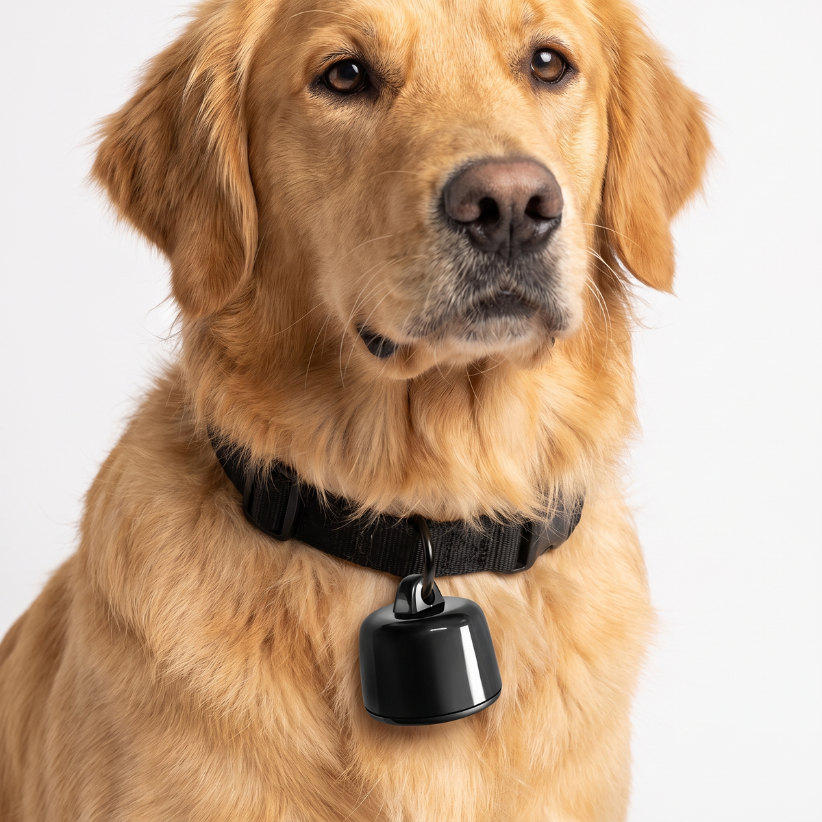 Golden retriever wearing the mini pet tracker on its collar