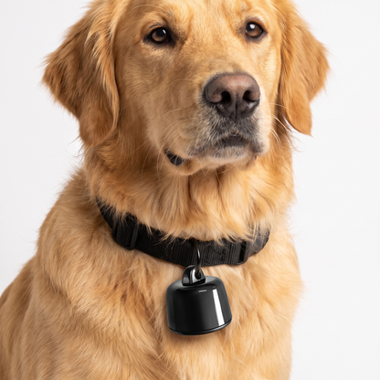 Golden retriever wearing the mini pet tracker on its collar