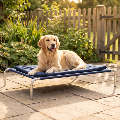 Golden retriever resting on an elevated dog bed on a sunny garden patio