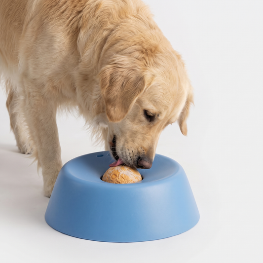 Golden retriever licking the rolling ball of a blue slow feeder dog bowl