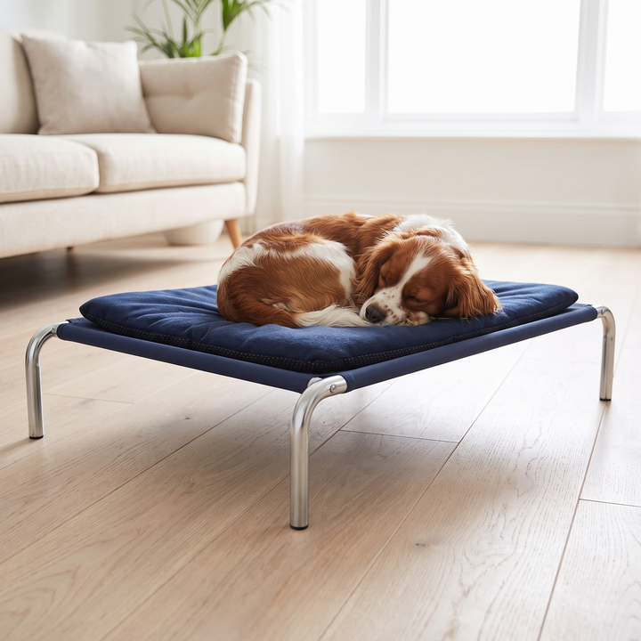 Spaniel asleep on a raised dog bed in a bright living room