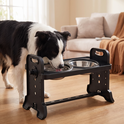 Border collie drinking from the elevated dog bowl stand in a cosy living room