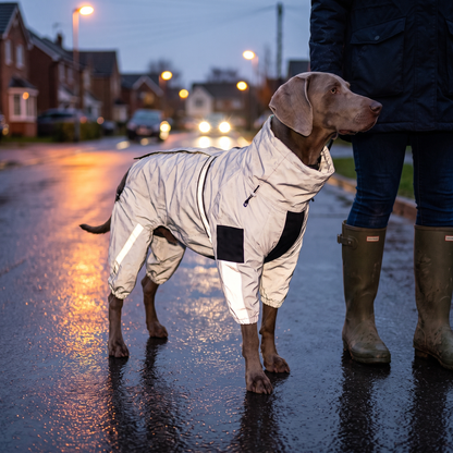 Reflective dog rain suit glowing in low light on an evening walk