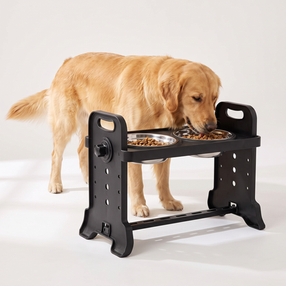 Golden retriever eating from raised dog bowls on a black height adjustable stand