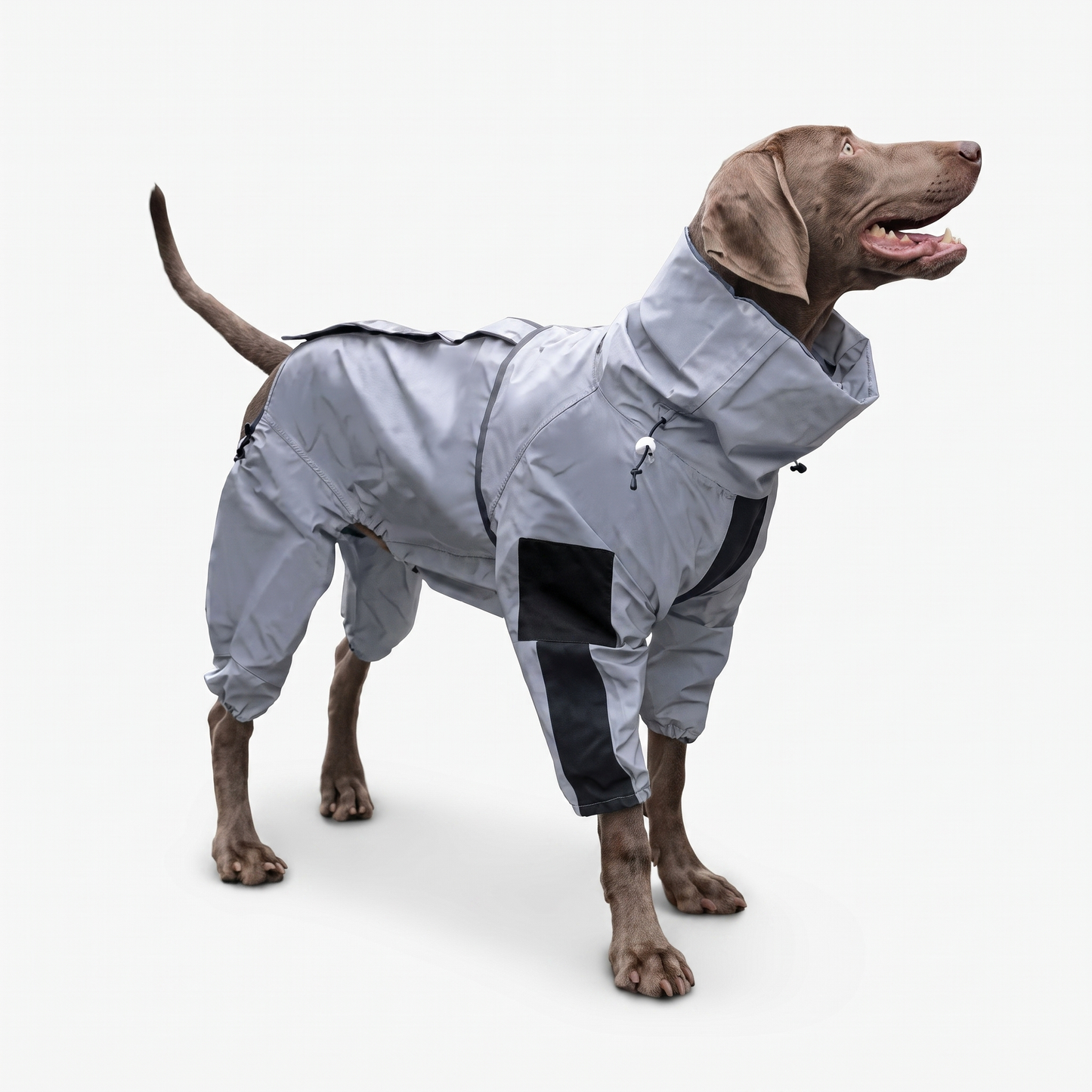Happy dog wearing a grey waterproof dog coat rain suit covering all four legs