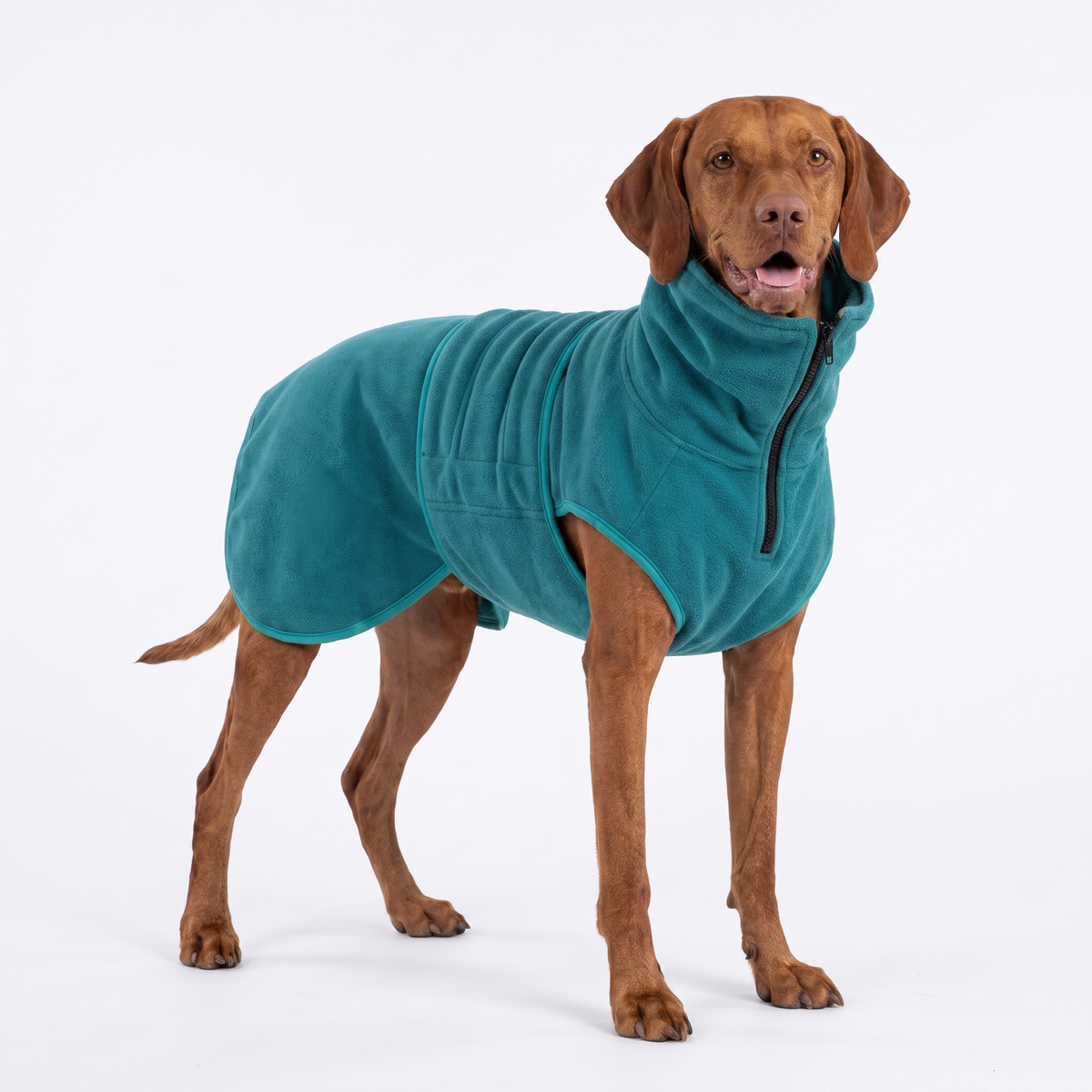 Happy dog wearing a teal super absorbent dog drying coat with zip-up collar