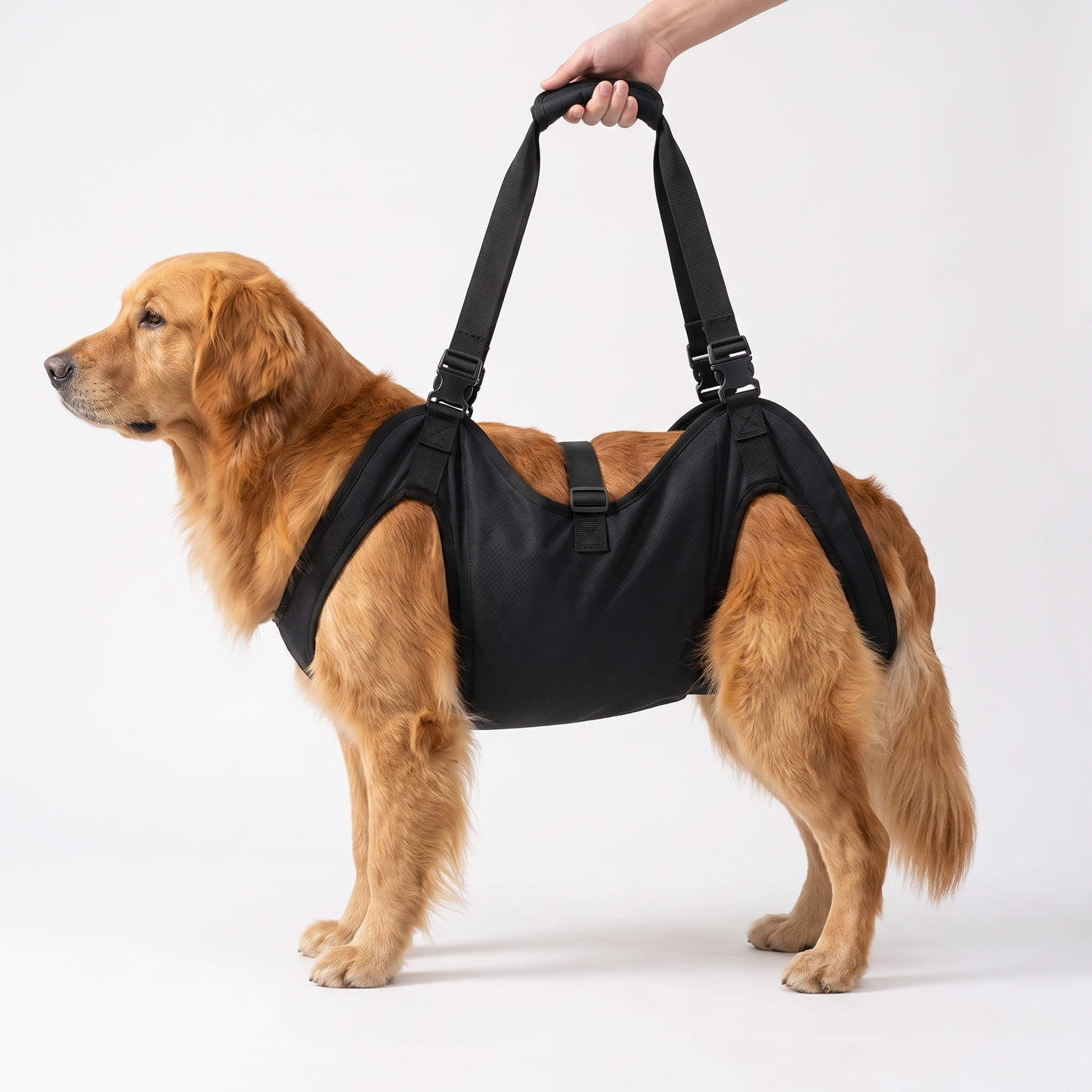 Golden retriever wearing the black full body support dog harness with padded lifting handle