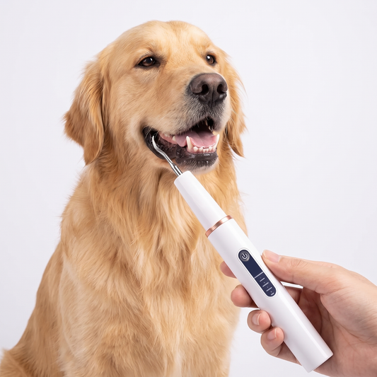 Dog teeth cleaning kit ultrasonic scaler used on a golden retriever