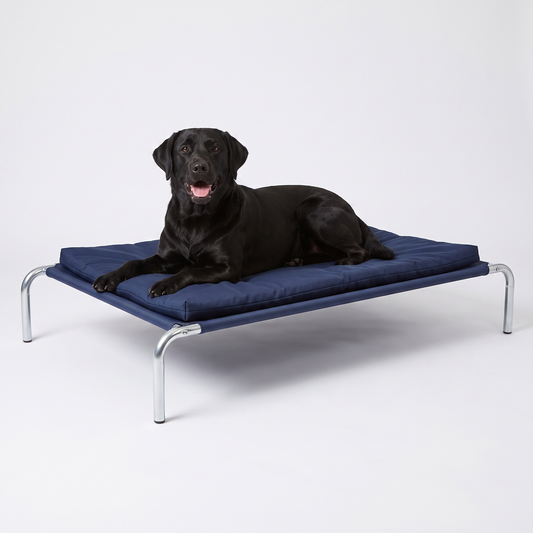 Happy black Labrador lying on a raised dog bed with navy fabric and padded cushion
