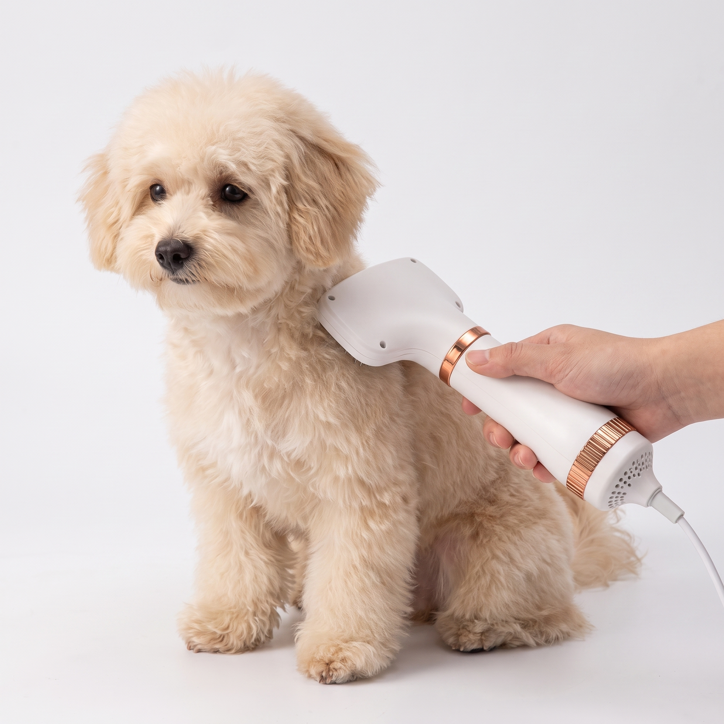 Fluffy small dog being groomed with the 2 in 1 pet grooming dryer and slicker brush