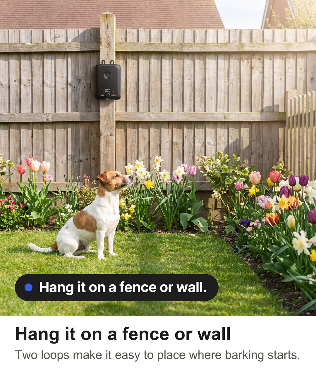Anti bark device hanging on a garden fence post with a calm Jack Russell terrier on the lawn