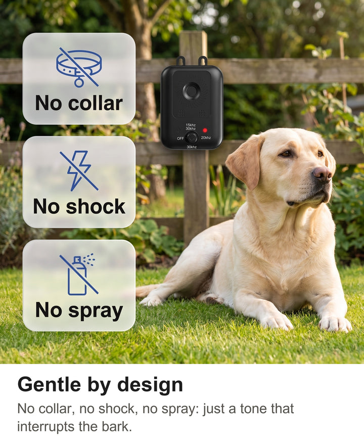 Calm labrador on a lawn beside the anti bark device with no collar, no shock, no spray chips