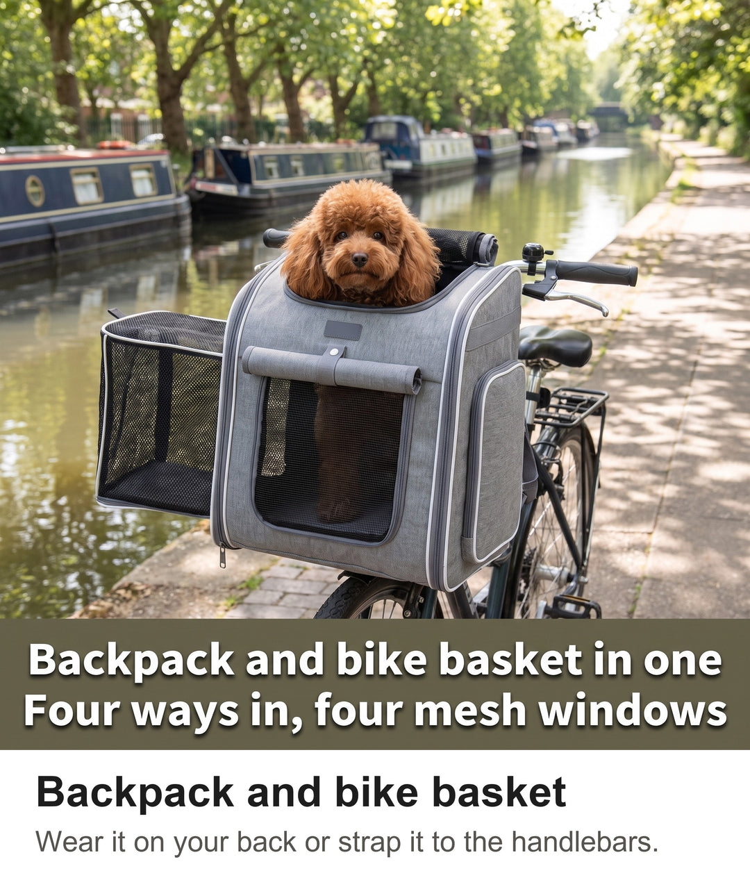 Poodle looking out of the grey pet carrier backpack mounted on bicycle handlebars