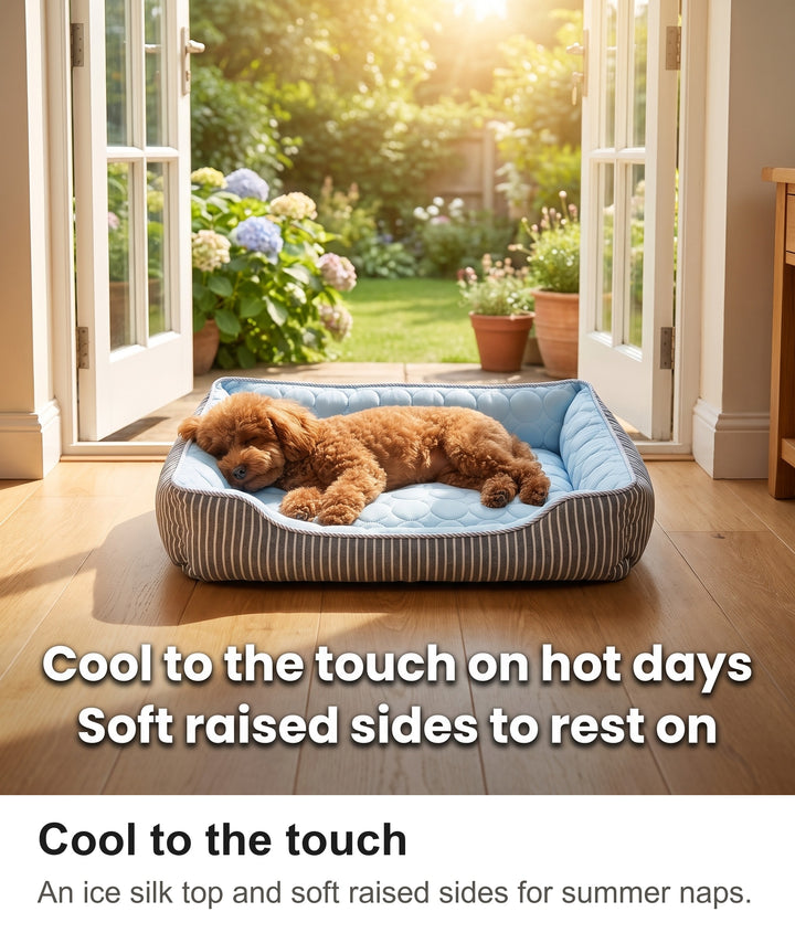 Toy poodle asleep in the blue cooling dog bed on a summer afternoon