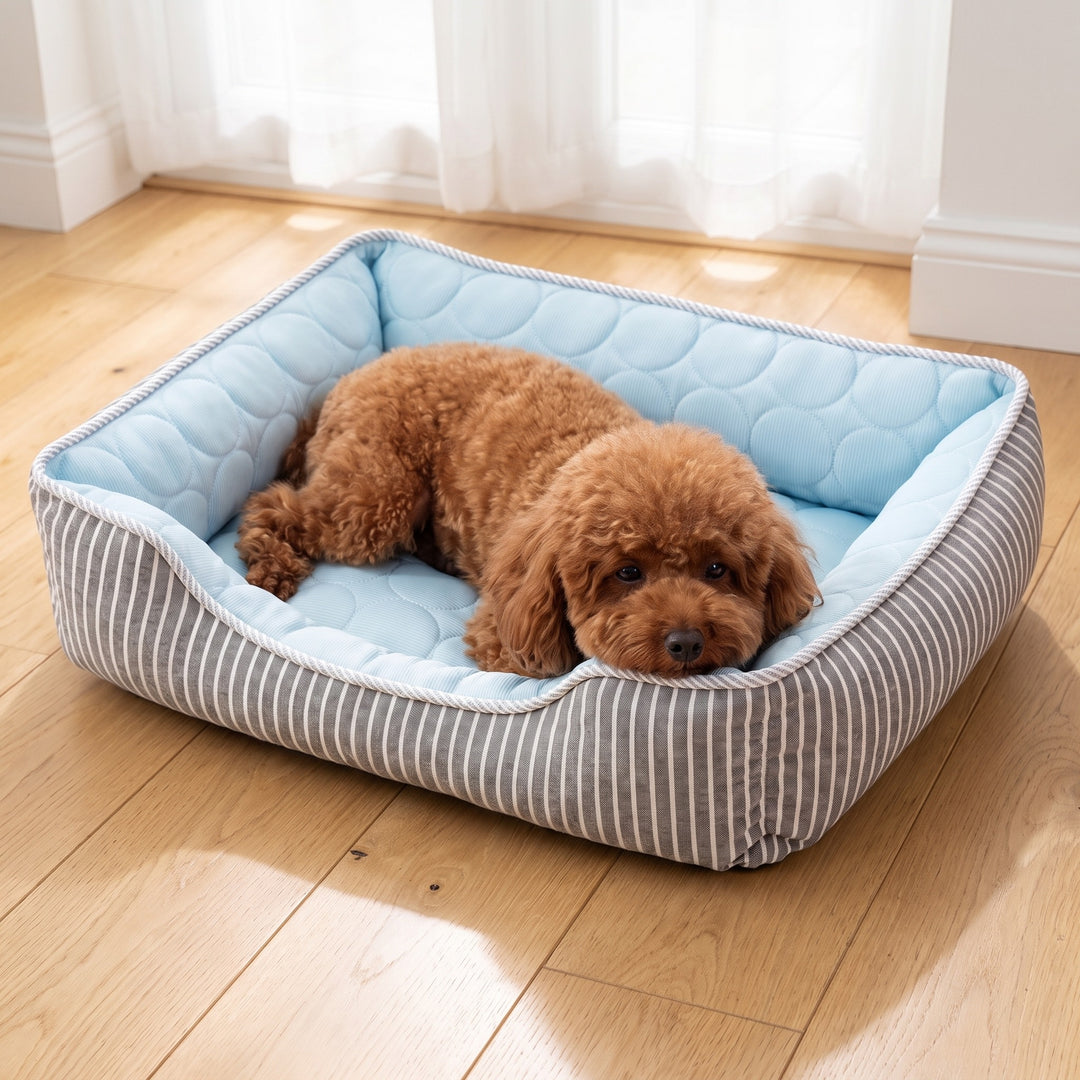 Toy poodle lying in the blue cooling dog bed with ice silk top in a bright UK conservatory