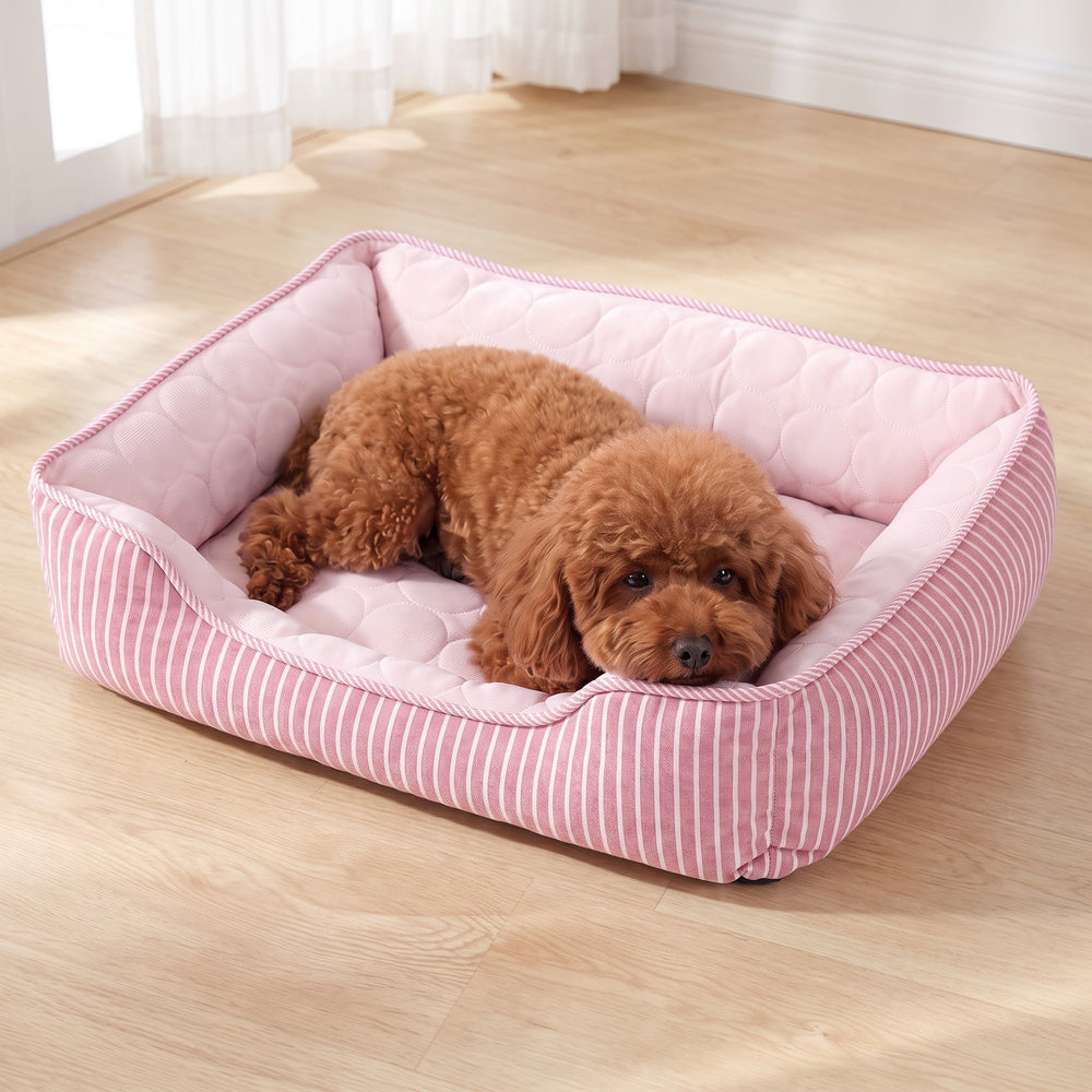 Toy poodle lying in the pink cooling dog bed with ice silk top in a bright UK conservatory