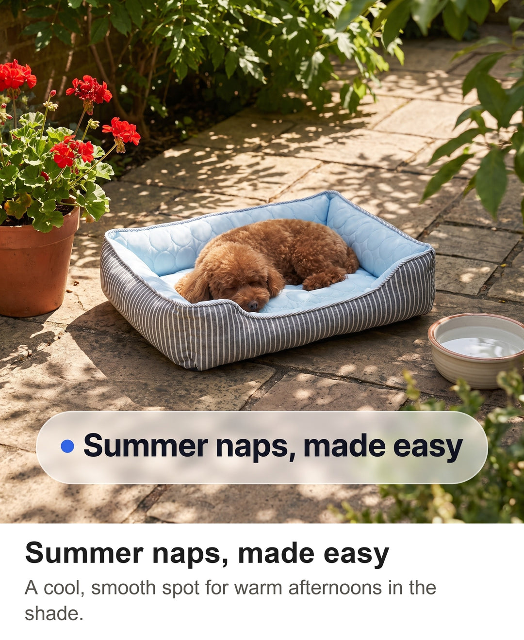 Toy poodle asleep on the blue cooling bed on a shady patio in summer