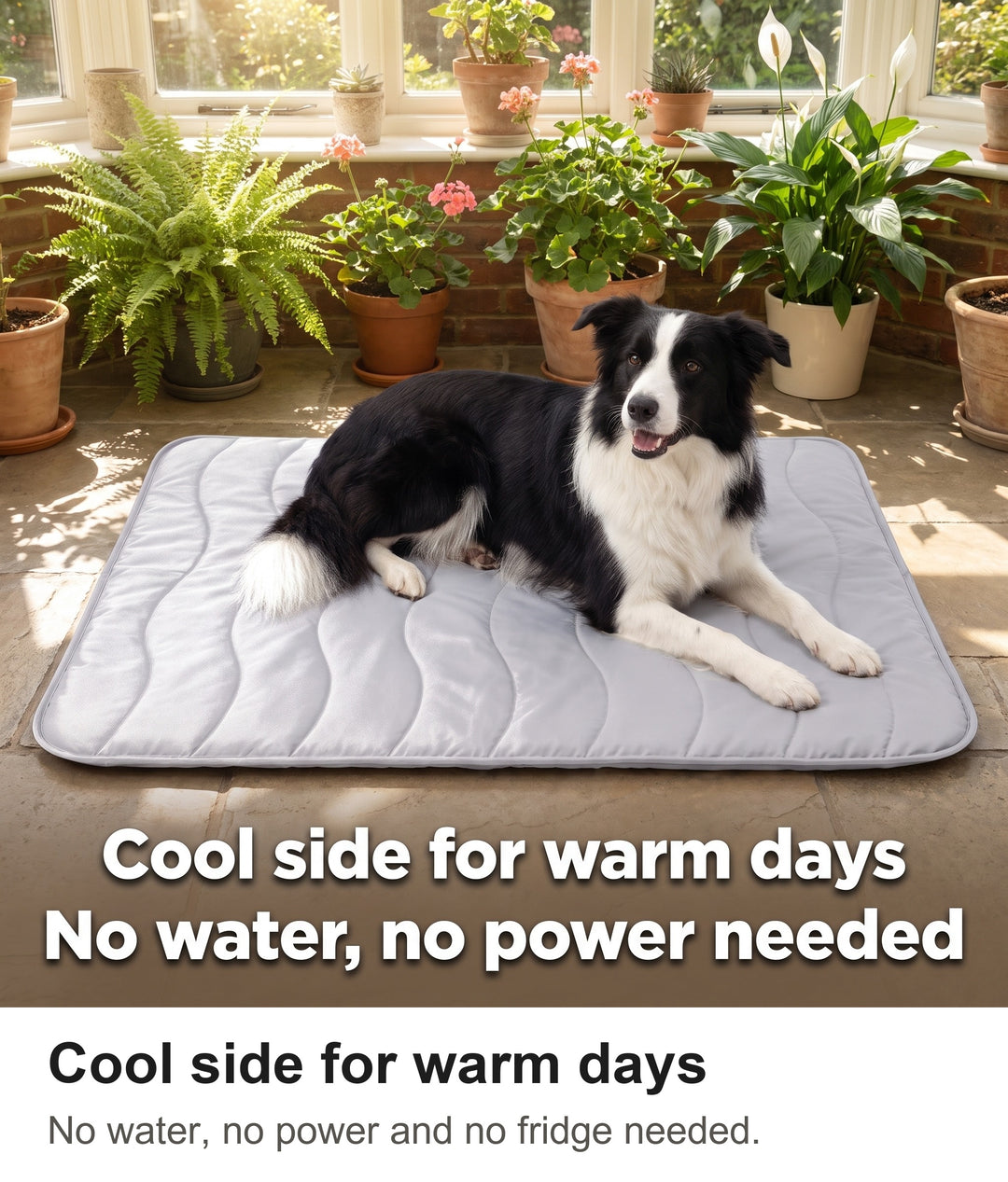 Border Collie lying on the grey dog cooling mat in a sunny conservatory