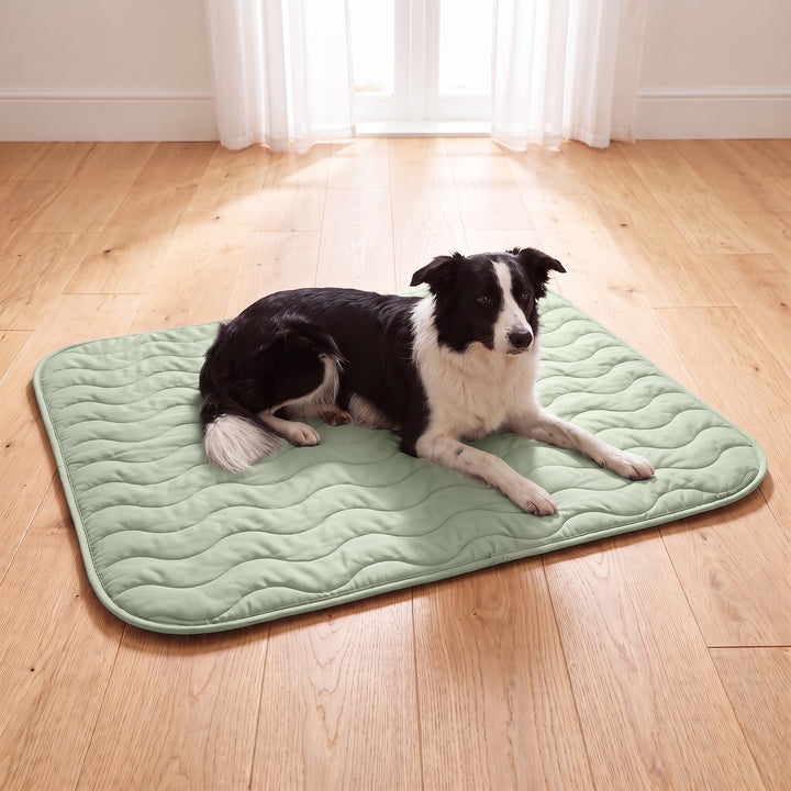 Border Collie lying on the light green reversible dog cooling mat on a light wooden floor in a bright UK living room
