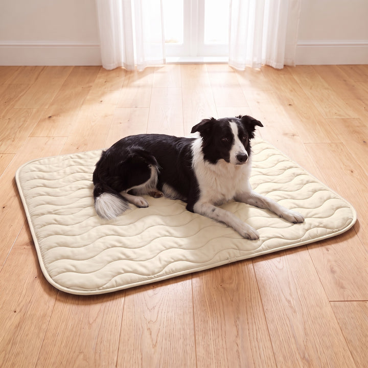 Border Collie lying on the off-white reversible dog cooling mat on a light wooden floor in a bright UK living room