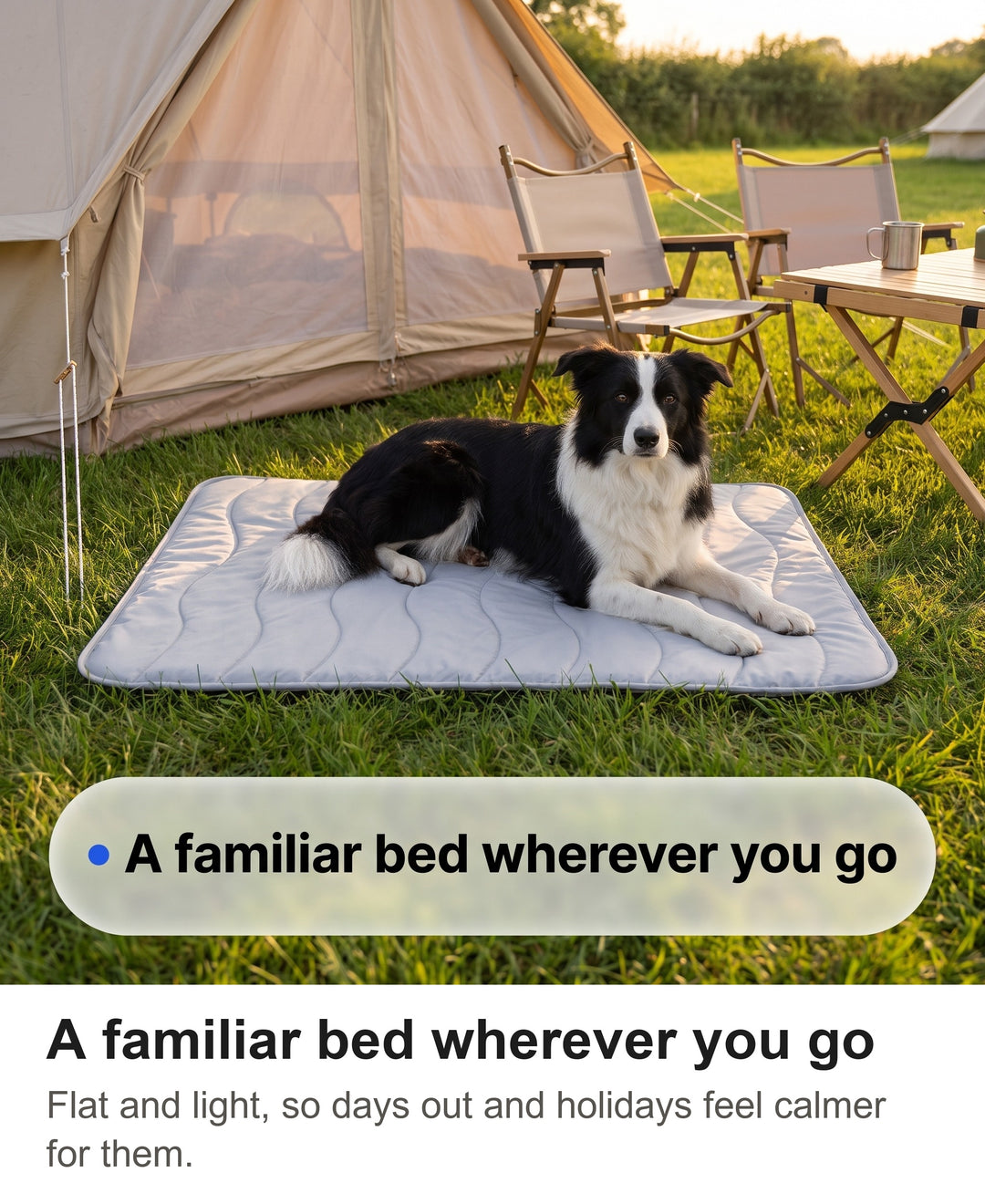 Border Collie lying on the cooling mat beside a tent at a campsite