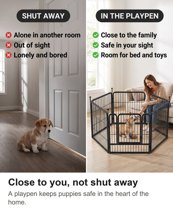 Comparison of a puppy shut in a room alone with a puppy in the playpen close to the family