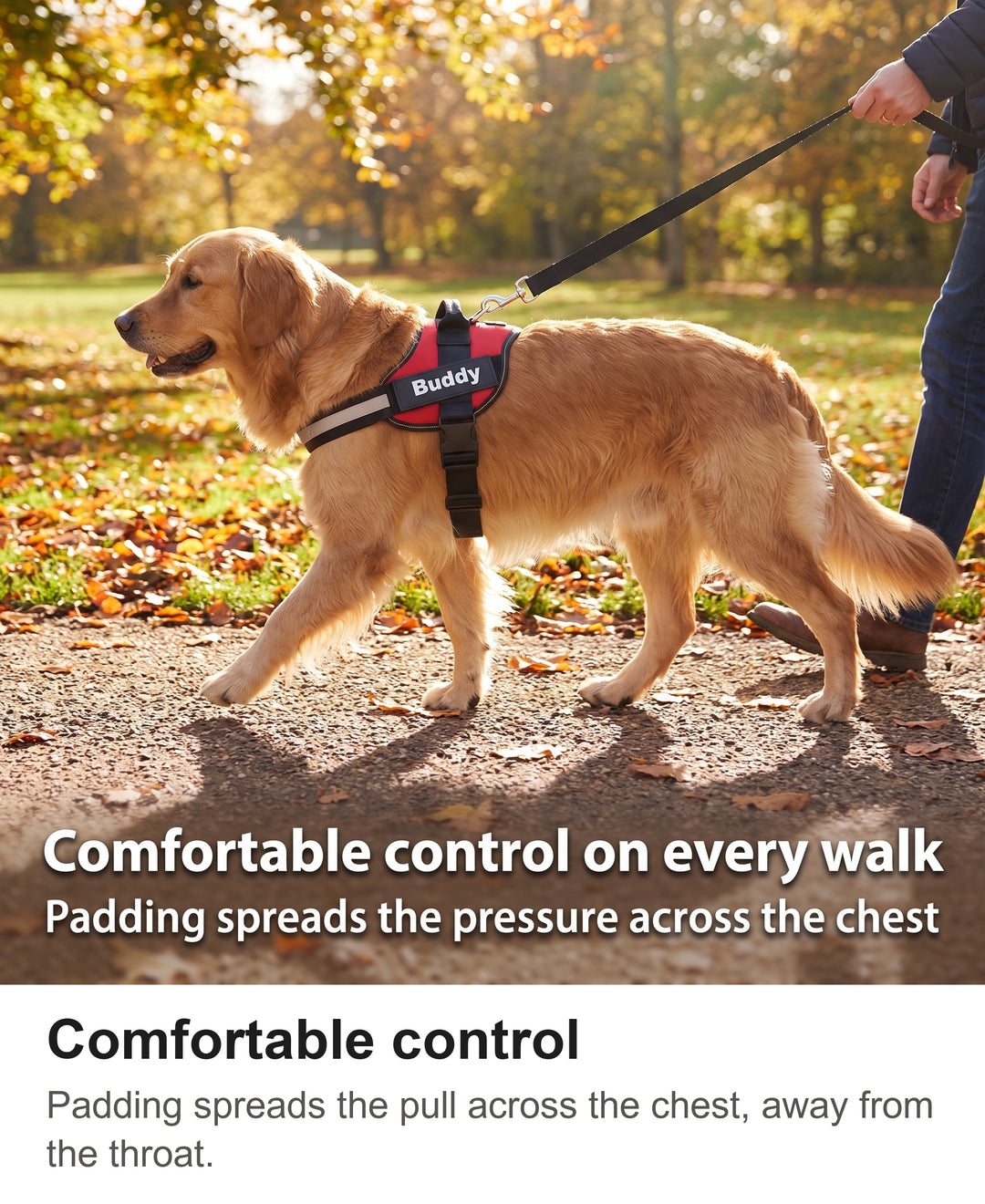 Golden Retriever in the red no pull dog harness walking in an autumn park