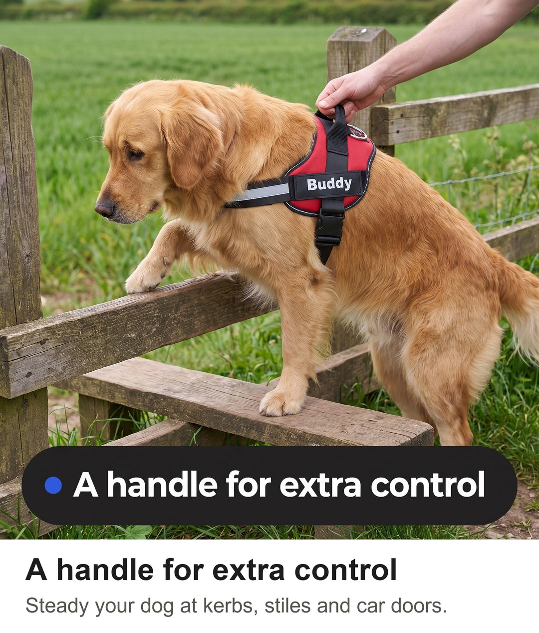 Owner holding the handle of the dog harness to help a Golden Retriever over a stile