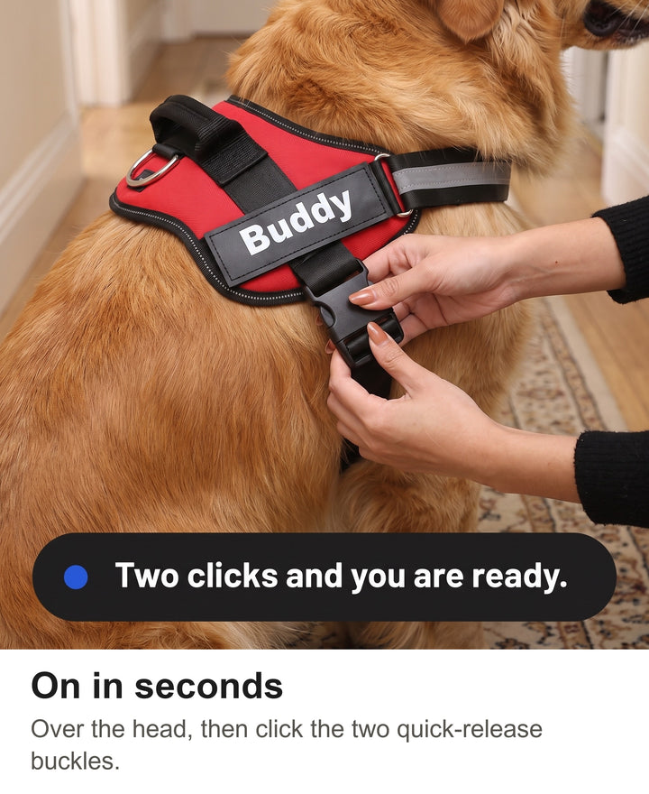 Clicking the quick-release buckle of the dog harness shut