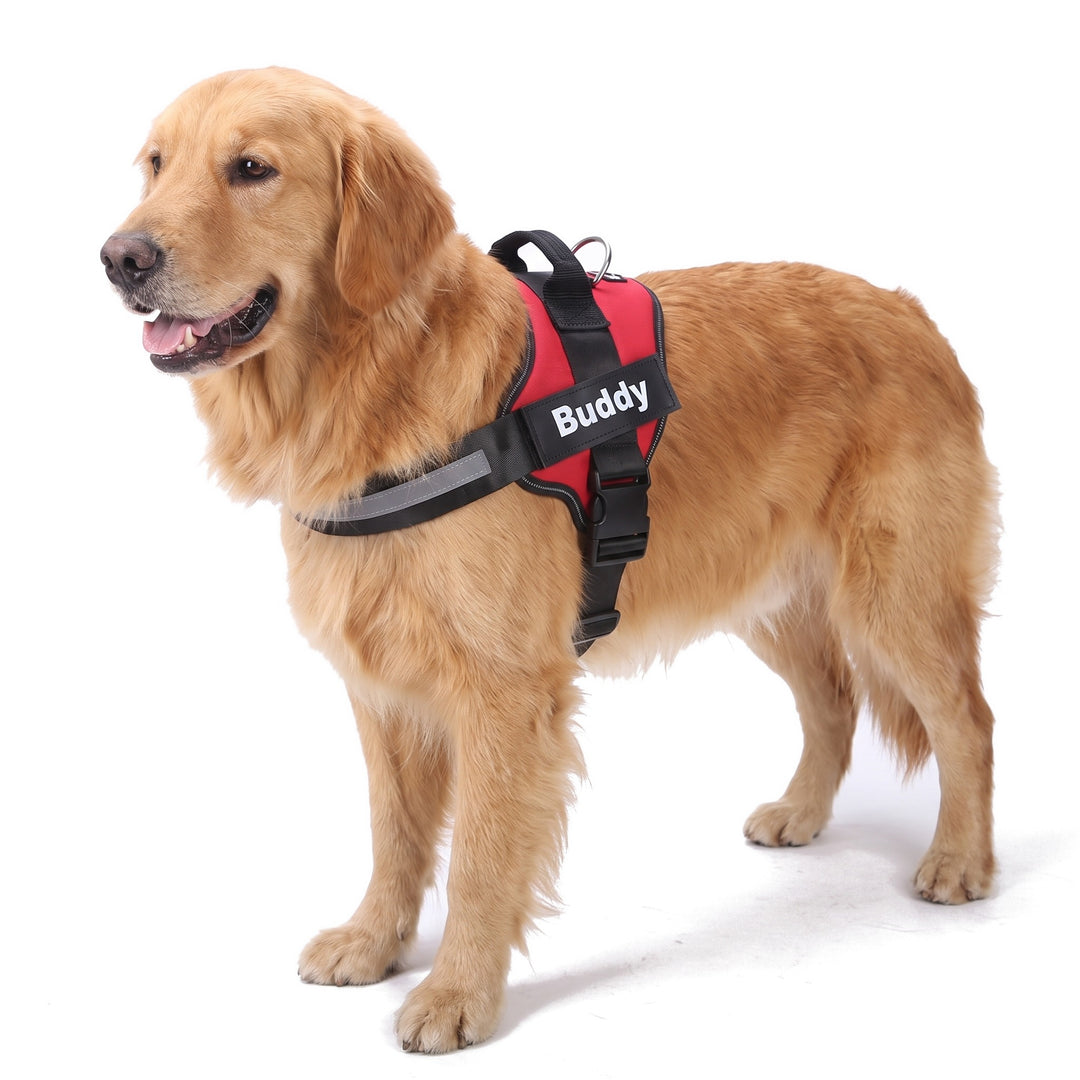 Golden Retriever wearing the red no pull dog harness with handle