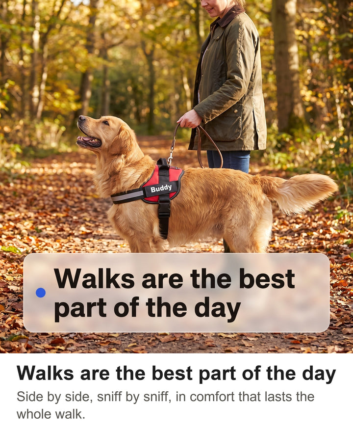 Woman walking a Golden Retriever in a red harness through a British woodland in autumn