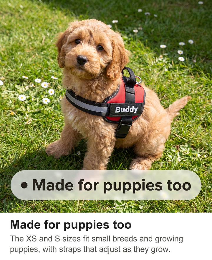Small puppy wearing the red dog harness on a grassy lawn