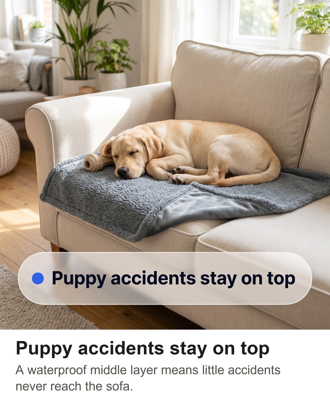 Golden Labrador puppy asleep on the small grey waterproof blanket on a sofa
