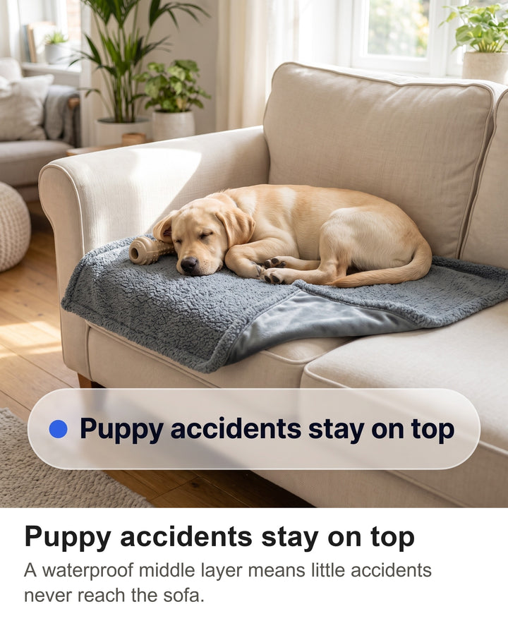 Golden Labrador puppy asleep on the small grey waterproof blanket on a sofa