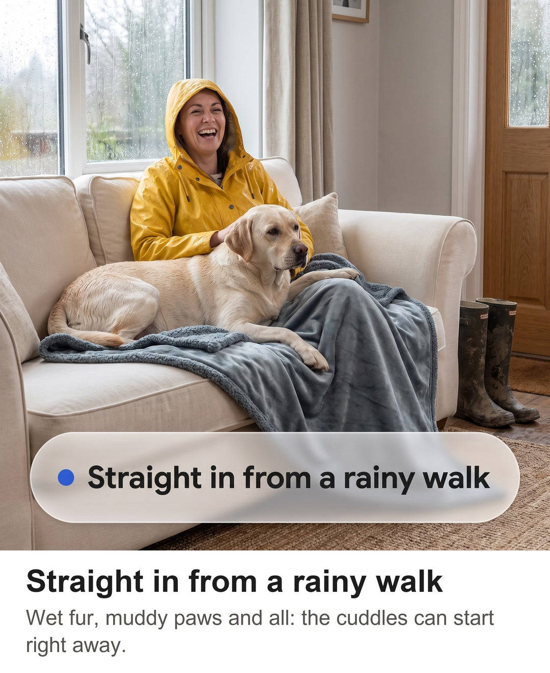 Wet yellow Labrador on the grey blanket on a sofa after a rainy walk with its owner in a raincoat