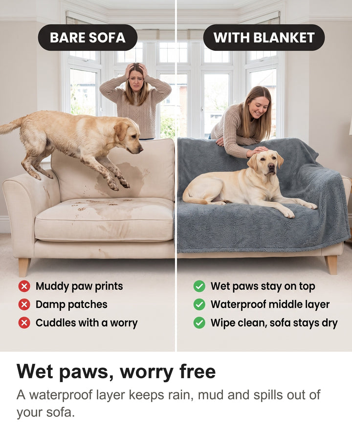 Comparison of a muddy wet dog on a bare sofa with the dog on the waterproof grey blanket