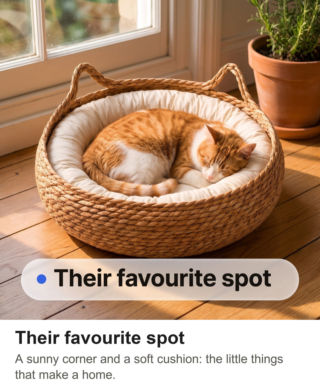 Cat asleep in the rattan cat bed in a patch of sunshine