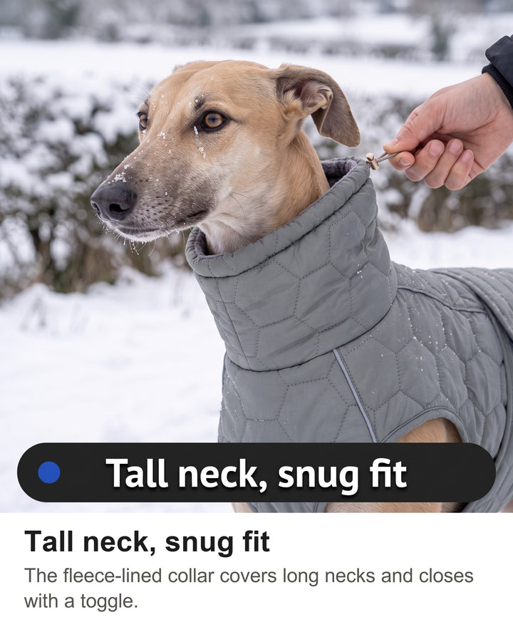 Greyhound wearing the high neck quilted coat, owner adjusting the collar toggle