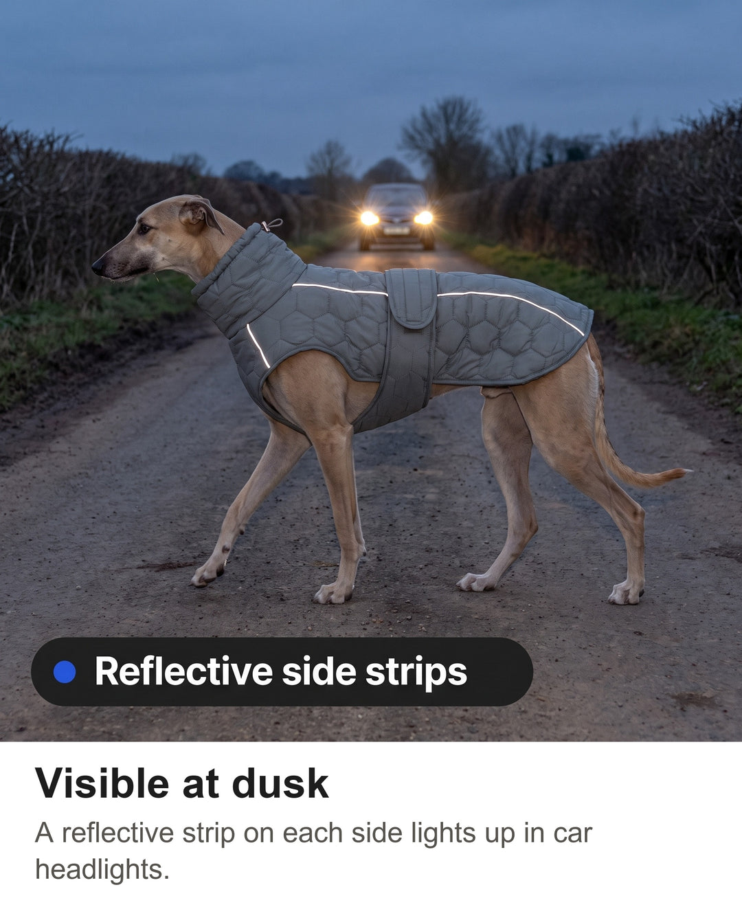 Greyhound in the dog winter coat on a country lane at dusk, reflective strip lit by headlights
