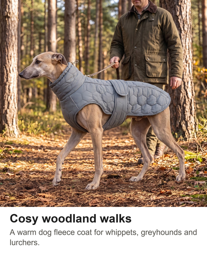 Man walking a greyhound in the quilted dog coat through a pine forest