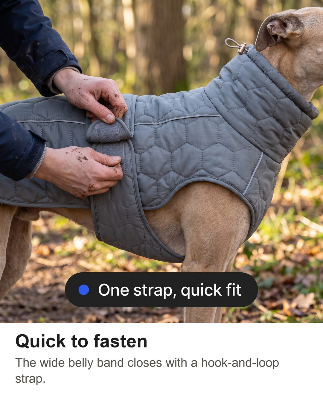 Closing the hook-and-loop belly band of the quilted dog coat