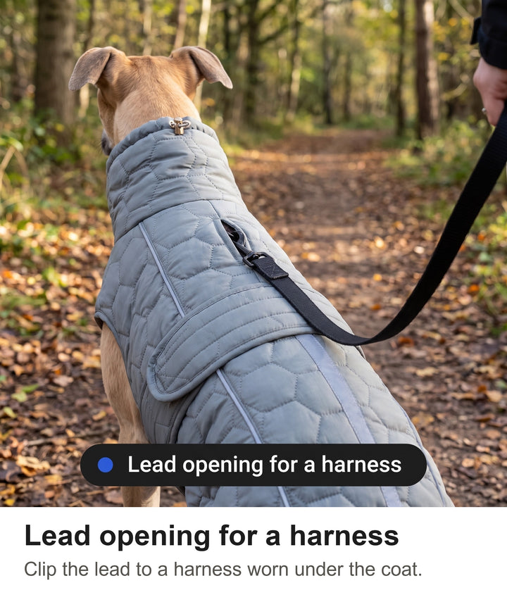 Lead passing through the lead opening of the coat to a harness underneath
