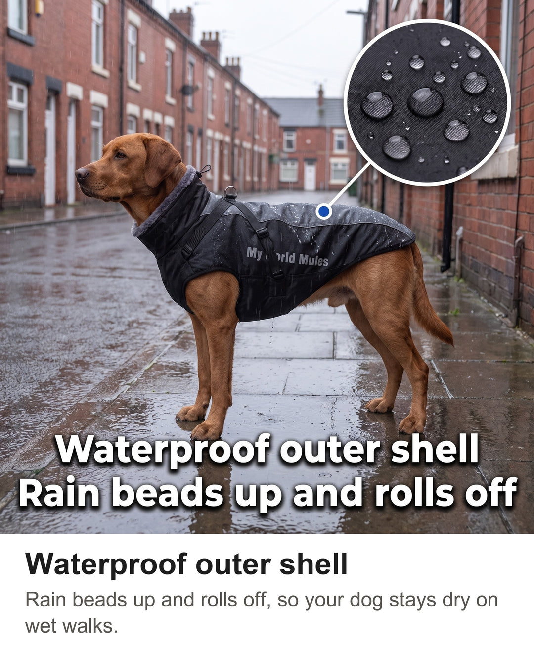 Fox-red Labrador in the waterproof dog coat on a rainy street, rain beading on the fabric