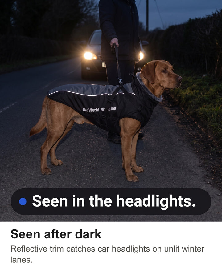 Reflective dog coat shining in car headlights on a dark country lane