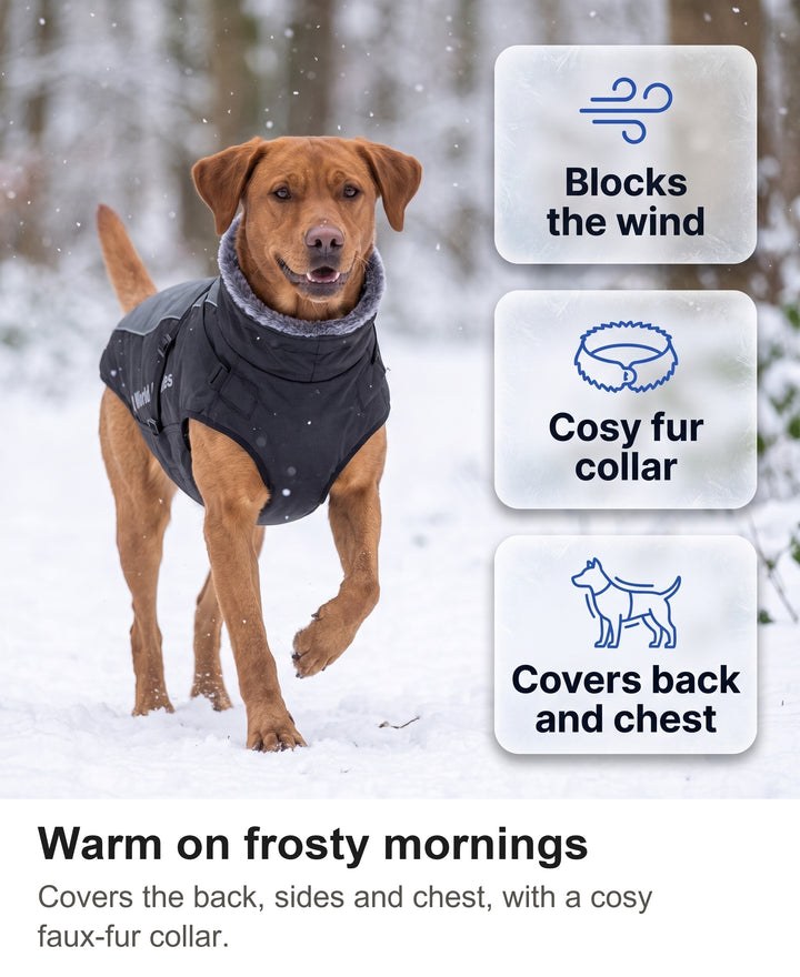 Fox-red Labrador trotting through a snowy wood in the winter dog coat