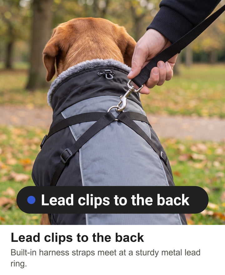 Lead clipped to the metal ring on the back of the dog coat with harness