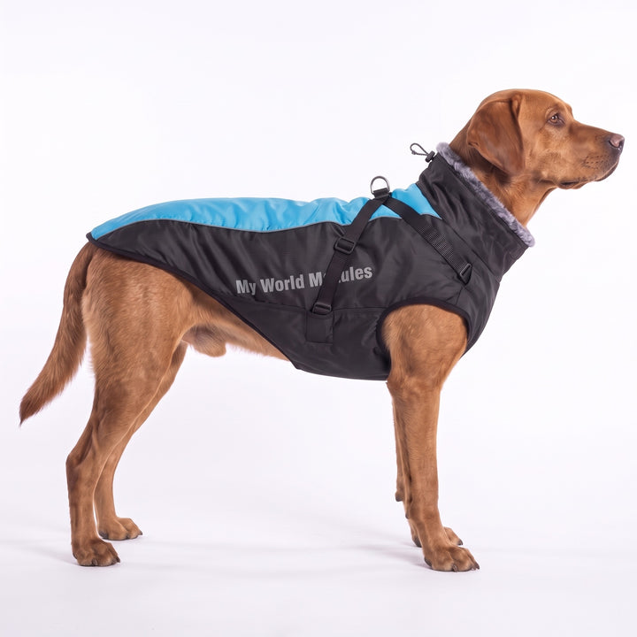 Fox-red Labrador wearing the sky blue waterproof dog coat with fur collar
