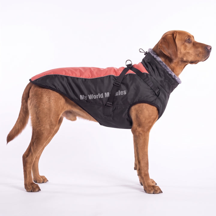 Fox-red Labrador wearing the coral waterproof dog coat with fur collar