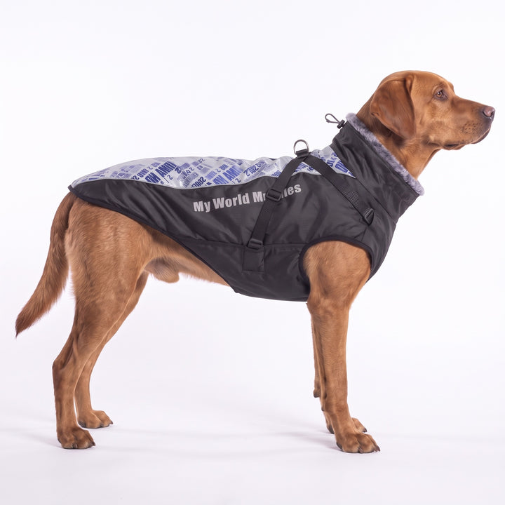 Fox-red Labrador wearing the silver blue print waterproof dog coat with fur collar