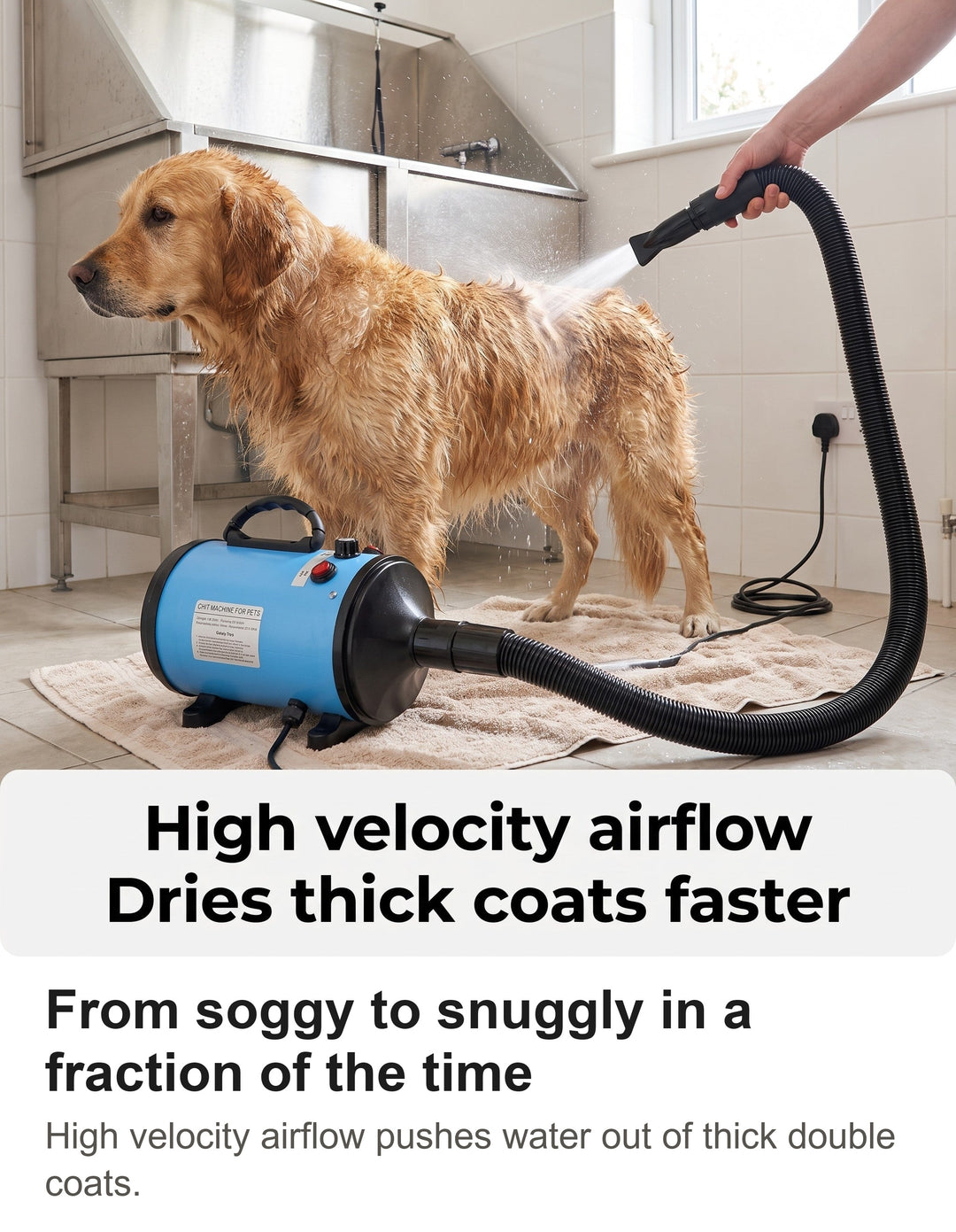 Golden Retriever being dried with the blue high velocity dog hair dryer in a utility room